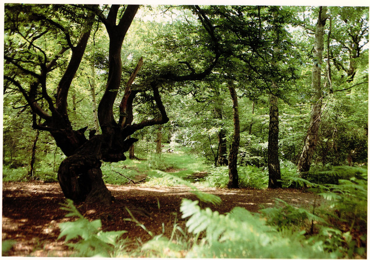 Epping Forest Mark Mitchels 1992 Copyright: Mark Mitchels Essex A Portrait in Colour 1992