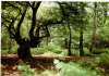 Epping Forest Mark Mitchels 1992