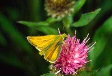 Thymelicus sylvestris Copyright: Peter Harvey