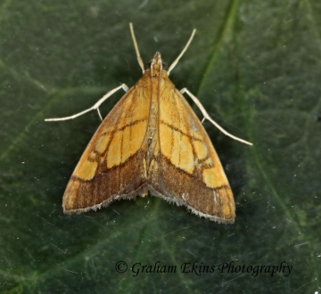 Evergestis limbata 2 Copyright: Graham Ekins