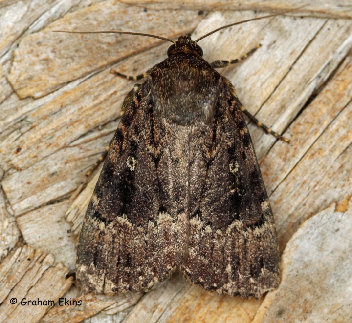 Amphipyra berbera  Svensson's Copper Underwing 2 Copyright: Graham Ekins