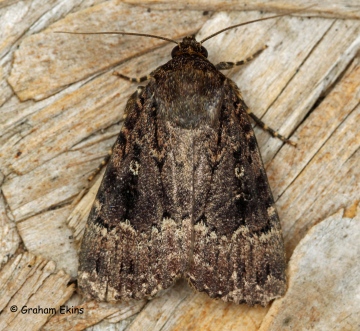 Amphipyra berbera  Svensson's Copper Underwing 2 Copyright: Graham Ekins