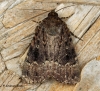 Amphipyra berbera  Svensson's Copper Underwing 2 Copyright: Graham Ekins