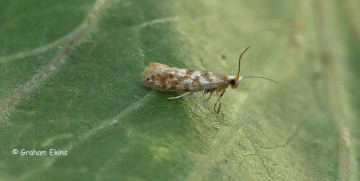 Argyresthia cupressella 3 Copyright: Graham Ekins