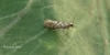 Argyresthia cupressella 3