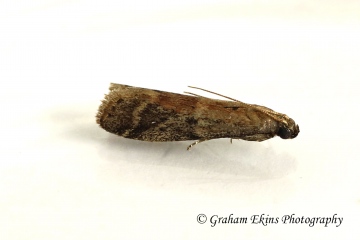 Ephestia woodiella GD Copyright: Graham Ekins