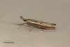 Platytes alpinella 5