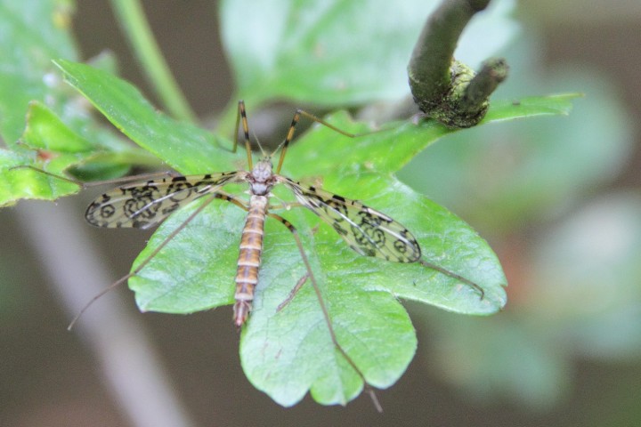 Epiphragma ocellare Copyright: Michael Rumble