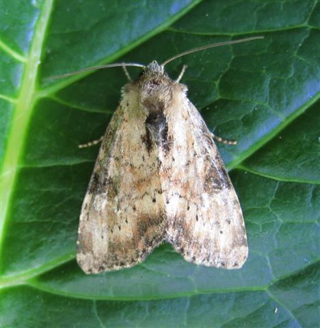 Slender Brindle. Copyright: Stephen Rolls