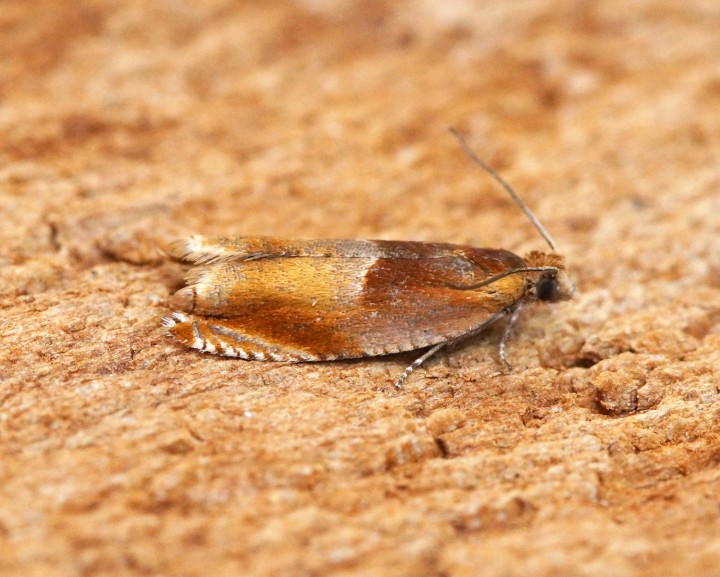 Ancylis mitterbacheriana 1 Copyright: Ben Sale