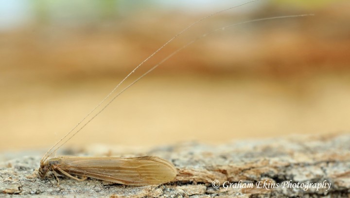 Oecetis ochracea Copyright: Graham Ekins