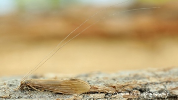 Oecetis ochracea Copyright: Graham Ekins