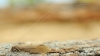 Oecetis ochracea Copyright: Graham Ekins