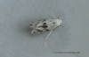 Elachista maculicerusella 3 Copyright: Graham Ekins