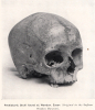 Wendon Prehistoric Skull
