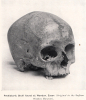 Wendon Prehistoric Skull 