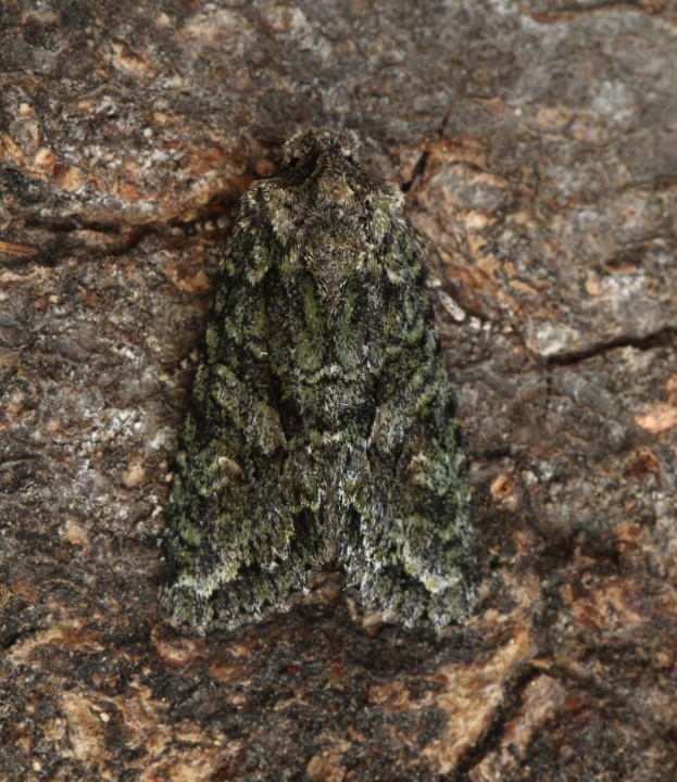 Dryobotodes eremita  Brindled Green 1 Copyright: Graham Ekins