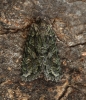 Dryobotodes eremita  Brindled Green 1