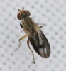 Trixoscelis marginella 2