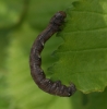 Scarce Umber larvae 
