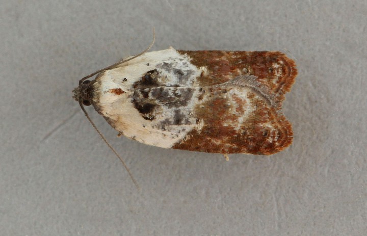 Acleris variegana 5 Copyright: Graham Ekins