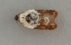 Acleris variegana 5