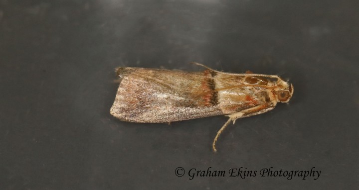 Acrobasis tumidana 3 Copyright: Graham Ekins