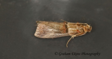 Acrobasis tumidana 3 Copyright: Graham Ekins