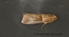 Acrobasis tumidana 3 Copyright: Graham Ekins