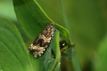 Celypha lacunana 3 Copyright: Ben Sale