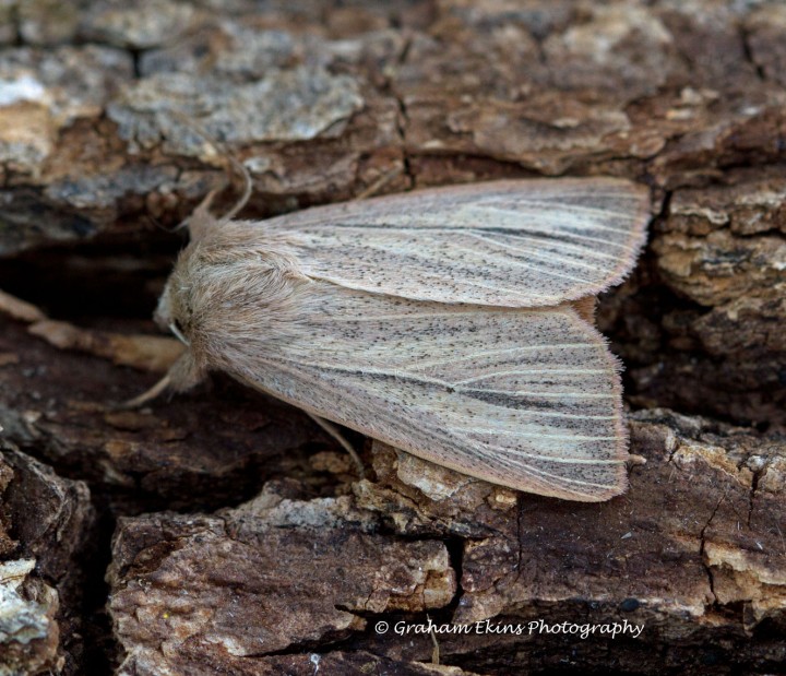 Striped Wainscot  Mythimna pudorina Copyright: Graham Ekins