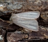 Striped Wainscot  Mythimna pudorina Copyright: Graham Ekins