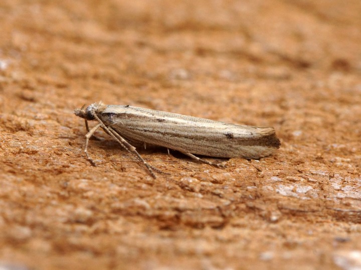 Ypsolopha ustella 8 Copyright: Ben Sale