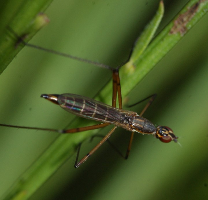 Micropeza lateralis on broom Copyright: Robert Smith