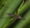 Micropeza lateralis on broom Copyright: Robert Smith