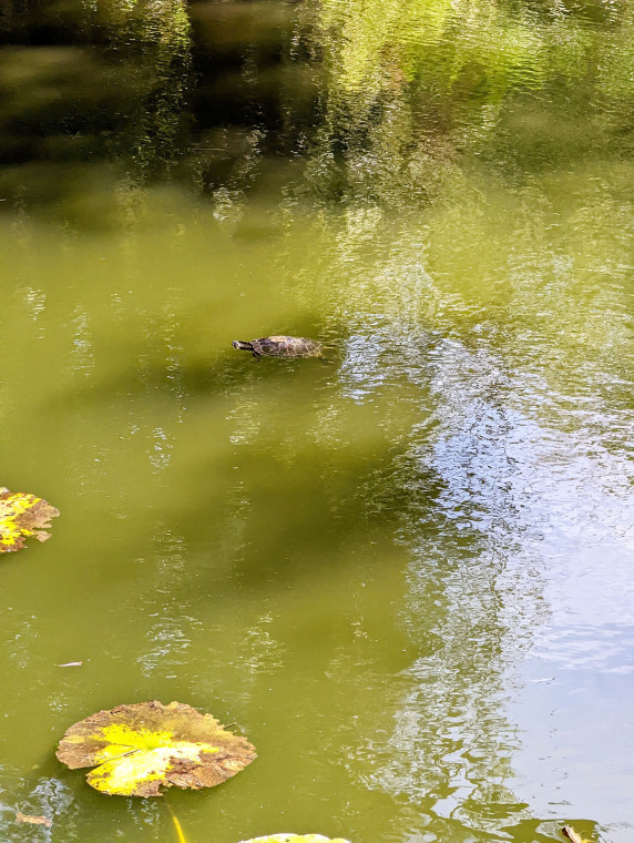 Wendens Ambo The Bell Pond with Terrapin and Lily 7 August 2022 Copyright: William George