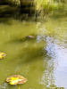 Wendens Ambo The Bell Pond with Terrapin and Lily 7 August 2022