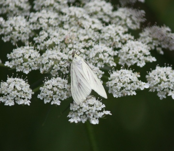 Sitocroa palealis 1 Copyright: Clive Atkins