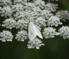 Sitocroa palealis 1 Copyright: Clive Atkins