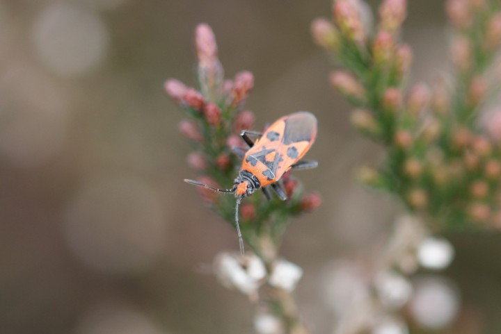 Corizus hyoscyami on ling Copyright: Robert Smith