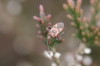 Corizus hyoscyami on ling 