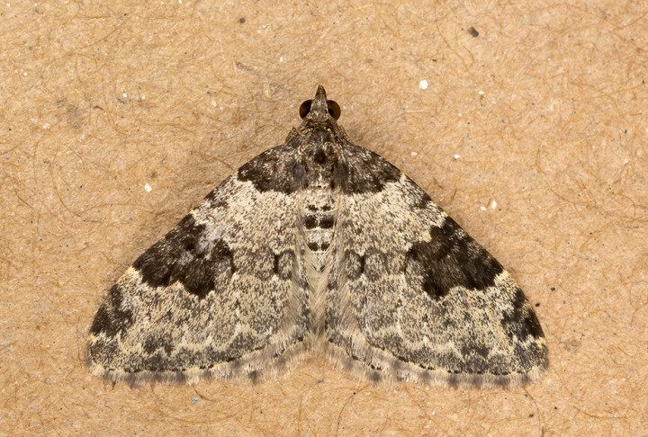 Garden Carpet 14-08-2020 Copyright: Bill Crooks