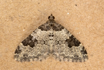 Garden Carpet 14-08-2020 Copyright: Bill Crooks