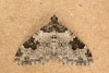 Garden Carpet 14-08-2020 Copyright: Bill Crooks