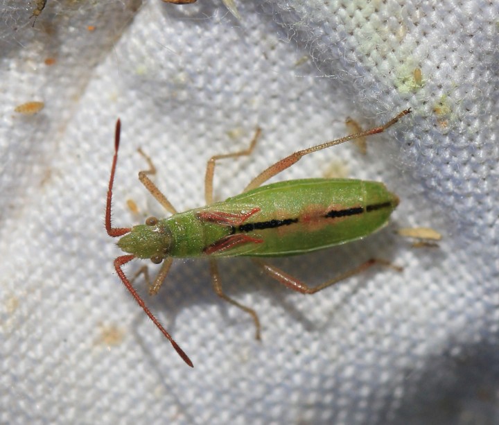 Myrmus miriformis female Copyright: Yvonne Couch