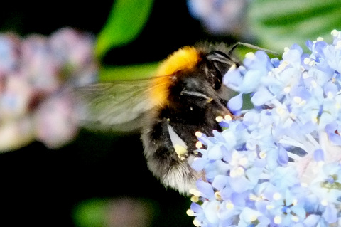 Tree Bumblebee 2 Copyright: Peter Pearson