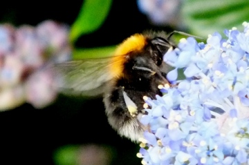 Tree Bumblebee 2 Copyright: Peter Pearson