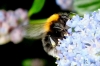 Tree Bumblebee 2 