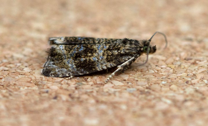 Celypha lacunana 7 Copyright: Graham Ekins