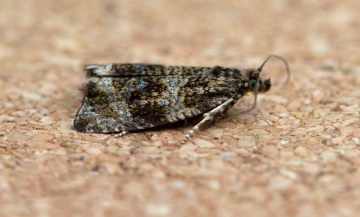 Celypha lacunana 7 Copyright: Graham Ekins